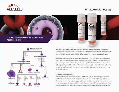 CD14+ Monocytes