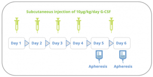 Subcutaneous injection of 10ug/kg/day G-CSF