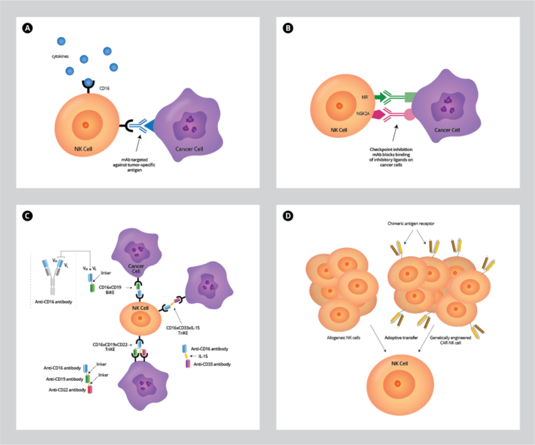 Harnessing the Power of Natural Killer Cells for Cancer Immunotherapy ...