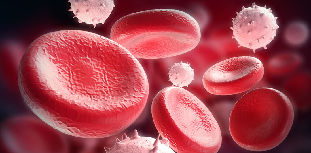red and white blood cells