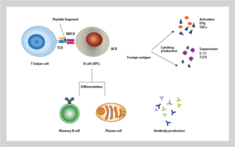 B Cells: More Than Just Antibodies | AllCells