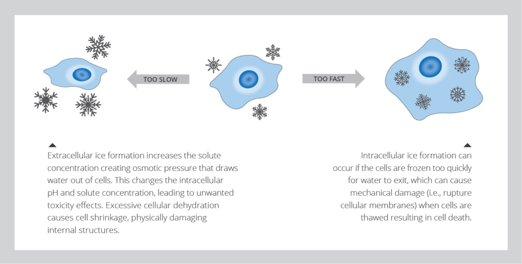 cooling rate of cryopreserved cells