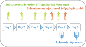 Subcutaneous injection of 10ug/kg/day G-CSF, Subcutaneous injection of 240ug/kg MozA