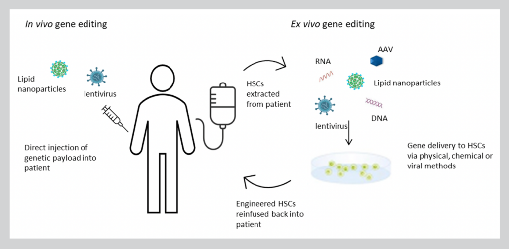 In vivo vs. ex vivo HSC gene editing strategies 